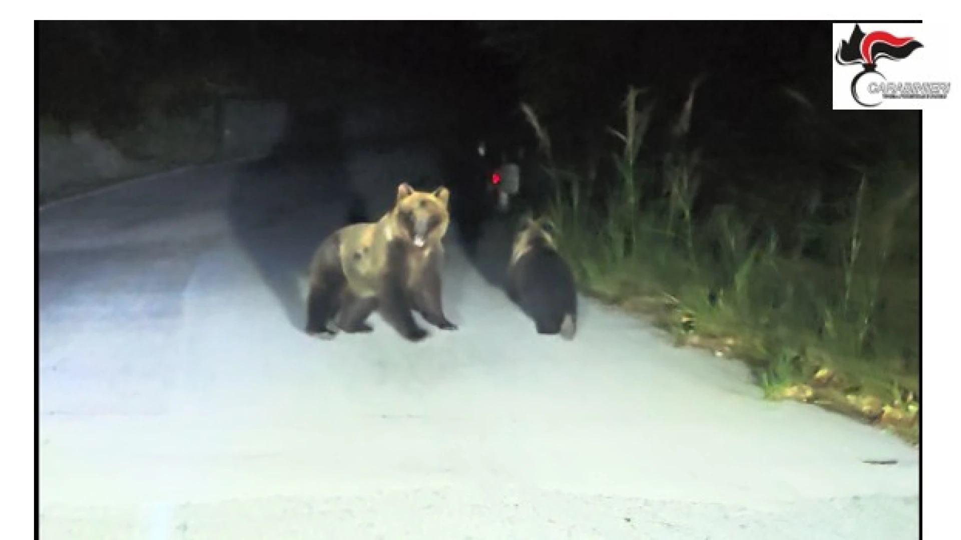 Cerro al Volturno: orsa con cucciola inseguita da un’auto. I Carabinieri Forestali individuano il responsabile.